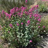 169 En echt overal mooie bloemen en planten